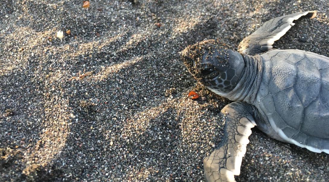 Nuestros voluntarios ambientales liberan tortugas marinas en México. Tortuga marina bebé corriendo hacia el mar.